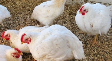 Jak dát chiktonik kuřatům?